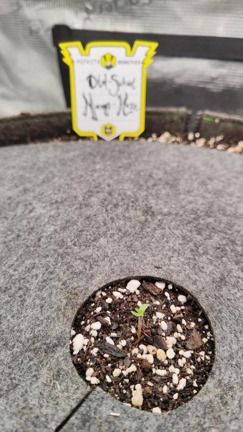Mephisto OSHM, 505HB, 2F4B SJ. Week 0 - Welcome Old School Mango Haze! 2 days younger than HB