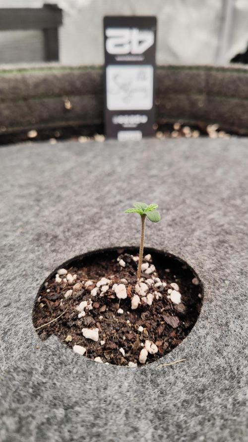 Mephisto OSHM, 505HB, 2F4B SJ. Week 0 - Sour Jealousy starting strong. One day younger than HB.