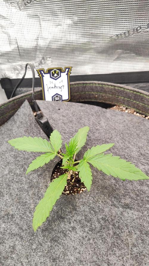 Mephisto OSHM, 505HB, 2F4B SJ. Week 2 - 13 days for Headbanger.