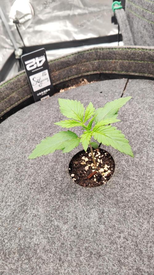 Mephisto OSHM, 505HB, 2F4B SJ. Week 2 - .. and 12 days for SJ. Looking fluffy!