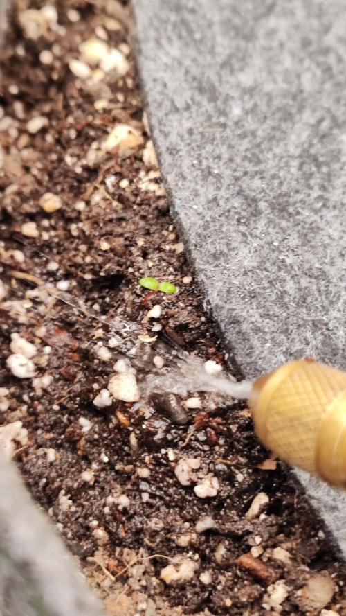 Mephisto OSHM, 505HB, 2F4B SJ. Week 2 - A guest appeared! I named her Keeper.
She died to a landslide 2 days later. RIP