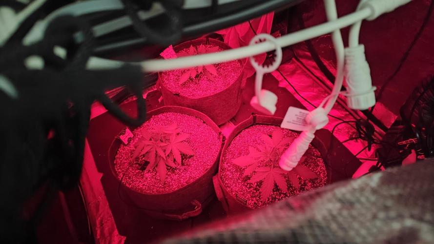 Mephisto OSHM, 505HB, 2F4B SJ. Week 3 - Good night sweet girls!