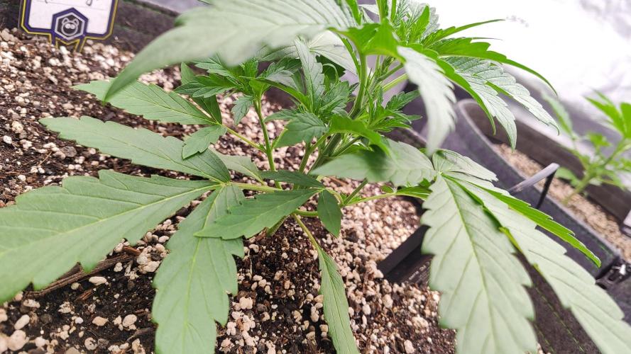 Mephisto OSHM, 505HB, 2F4B SJ. Week 3 - Headbanger still coping strongly on her day 20. I am happy she is keeping up.