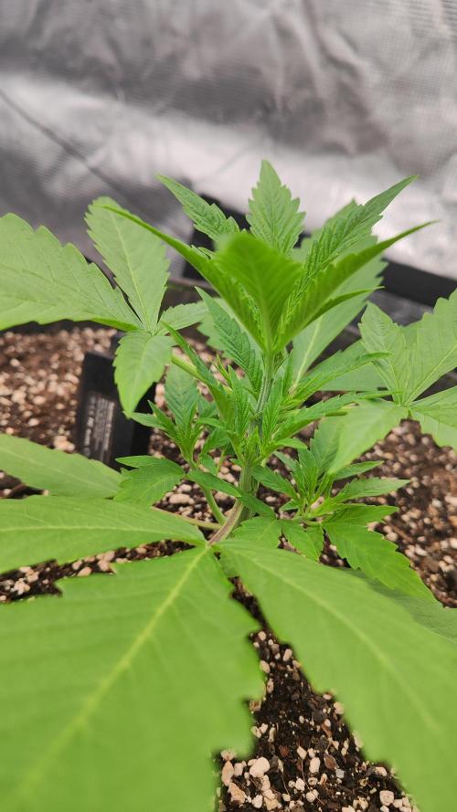 Mephisto OSHM, 505HB, 2F4B SJ. Week 3 - Day 18 for Mango. That purple petiole is not a color I like to see yet.