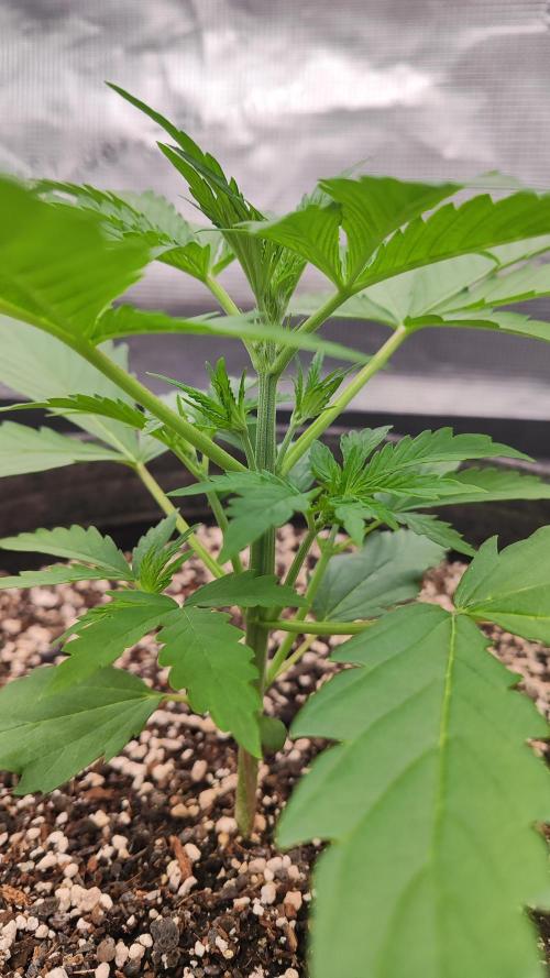 Mephisto OSHM, 505HB, 2F4B SJ. Week 3 - Day 19 for SJ. She got the best start, no stunting from under-watering.