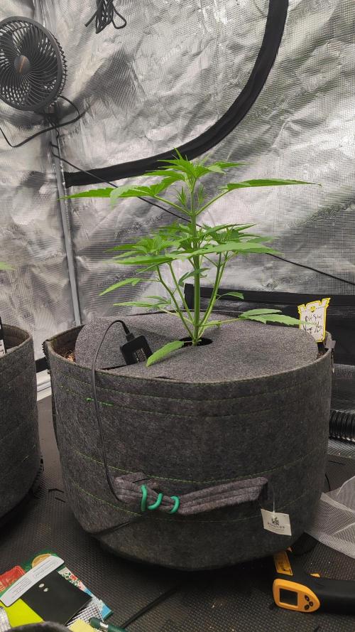 Mephisto OSHM, 505HB, 2F4B SJ. Week 4 - Mango at her day 21, kinda freaky and picky about light angles. I like her style