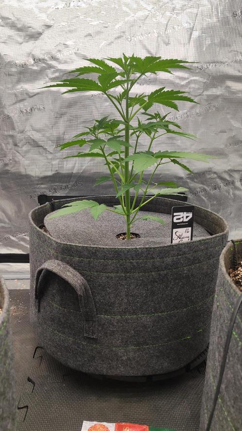 Mephisto OSHM, 505HB, 2F4B SJ. Week 4 - Welp. SJ @22 days. Never wanna touch that plant, but costs are running high.