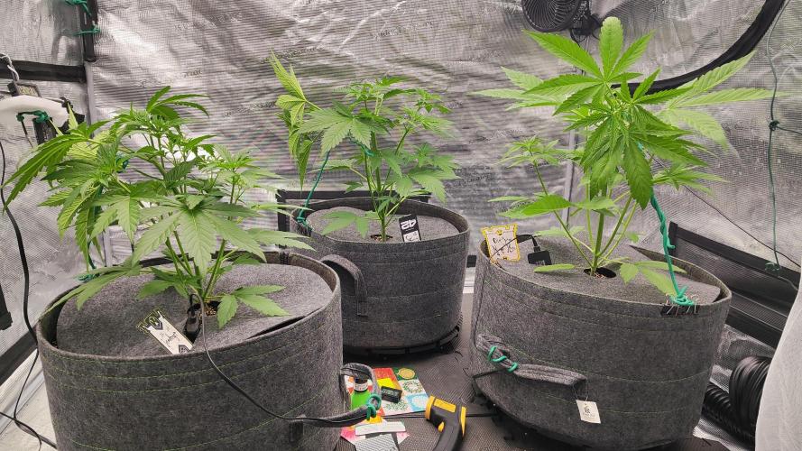 Mephisto OSHM, 505HB, 2F4B SJ. Week 4 - Painful, but I found no better way. Mango (right) is clearly asking why.