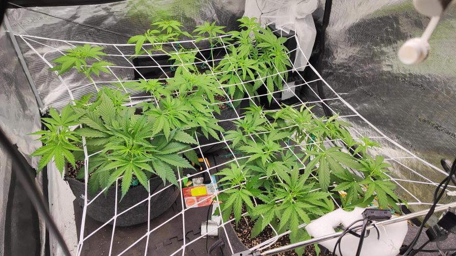 Mephisto OSHM, 505HB, 2F4B SJ. Week 4 - Scrog comes down to help clean up for now