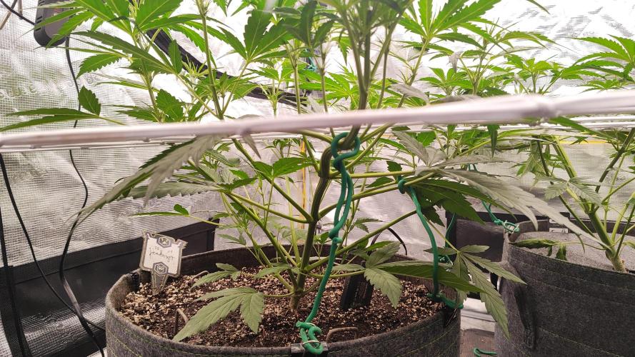 Mephisto OSHM, 505HB, 2F4B SJ. Week 5 - Day 31 for Headbanger. Awkward structure, but dominance is spreading over canopy