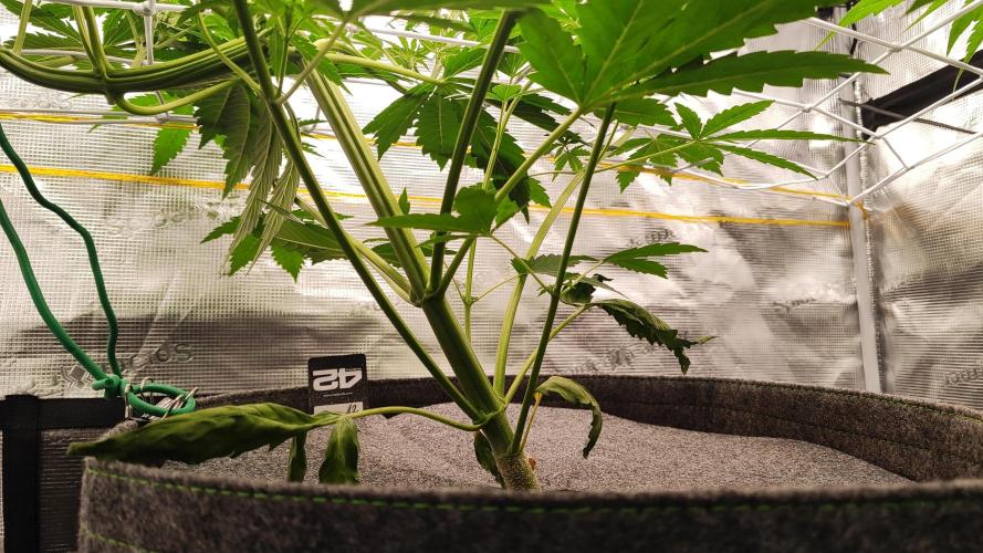 Mephisto OSHM, 505HB, 2F4B SJ. Week 5 - SJ on her day 30. This will have to do for this run.