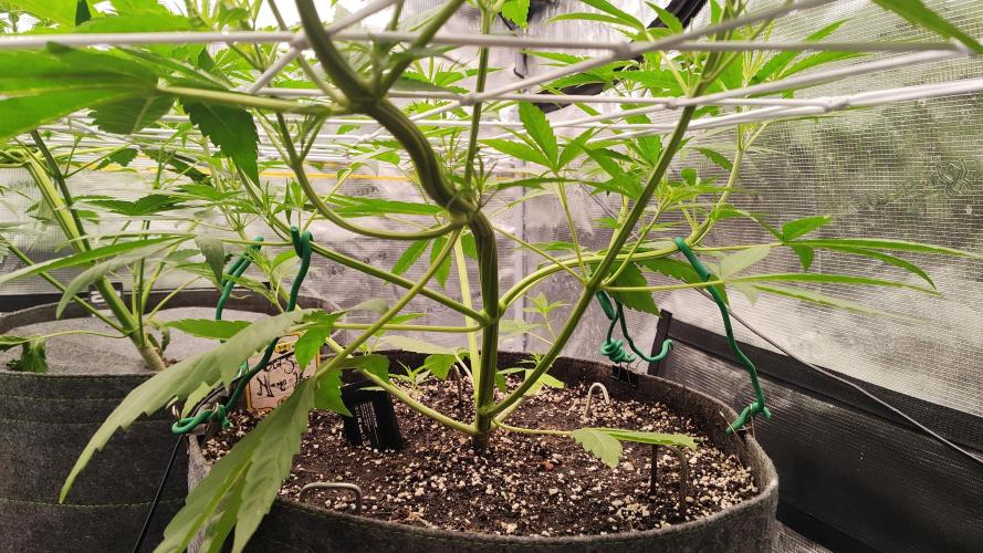 Mephisto OSHM, 505HB, 2F4B SJ. Week 5 - Mango on her day 29. She is all over the place, and reacts sensibly to touching.