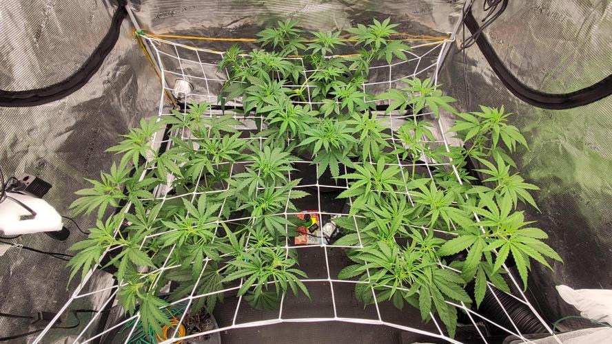 Mephisto OSHM, 505HB, 2F4B SJ. Week 5 - Left to right: HB, SJ, Mango on day 31 in the tent