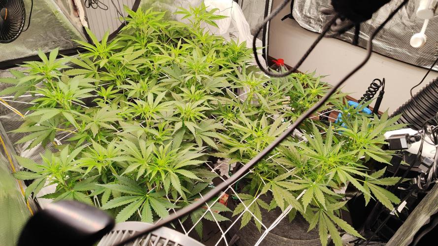 Mephisto OSHM, 505HB, 2F4B SJ. Week 5 - Day 35 and I am starting to run out of ideas on how to proceed with training. 