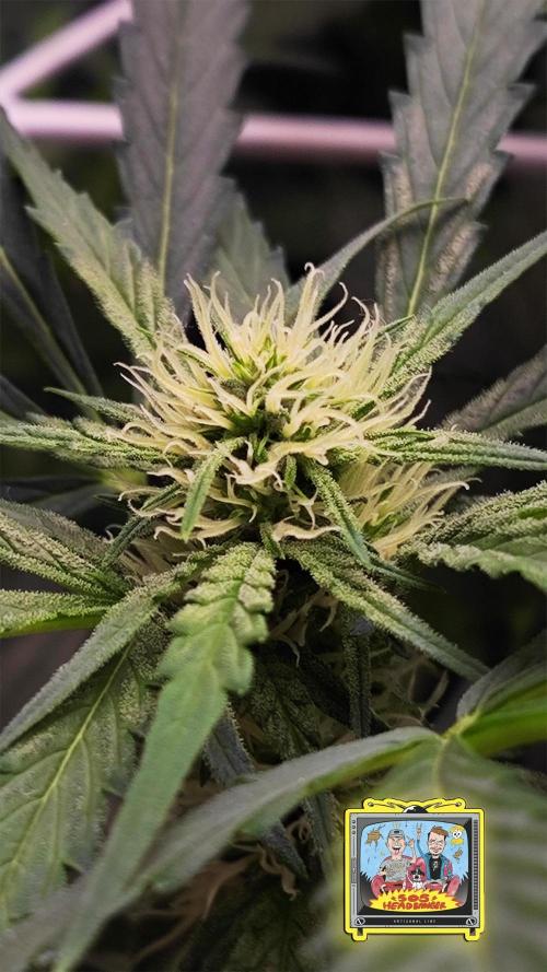 OS Mango Haze, Headbanger, Sour Jealousy. Week 6 - Headbanger Day 39 - Trichomes inc!