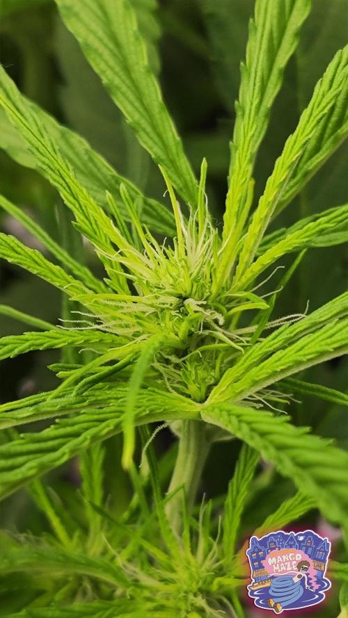 OS Mango Haze, Headbanger, Sour Jealousy. Week 6 - Mango, slightly greener here than in reality, on her Day 37