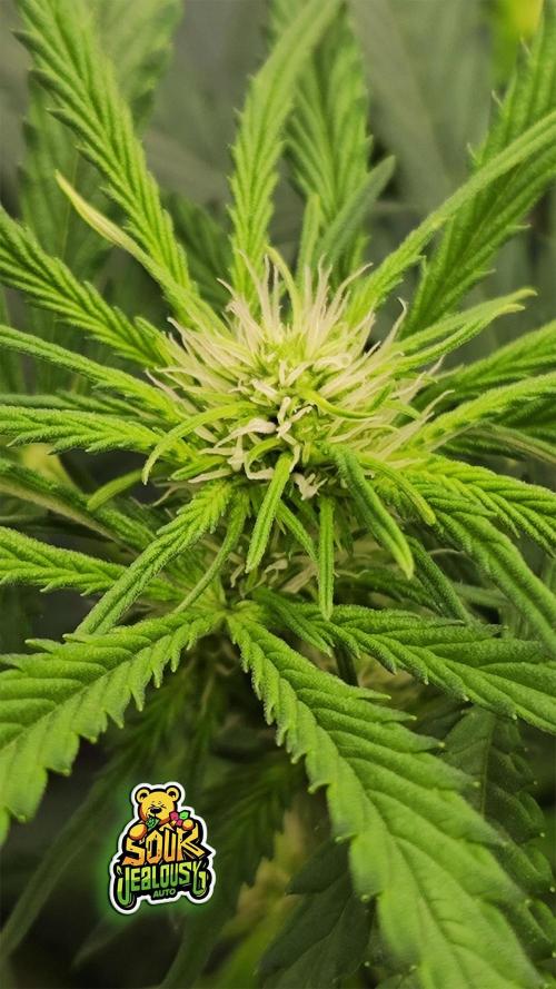 OS Mango Haze, Headbanger, Sour Jealousy. Week 6 - ..and SJ, planning a tighter structure at Day 38.