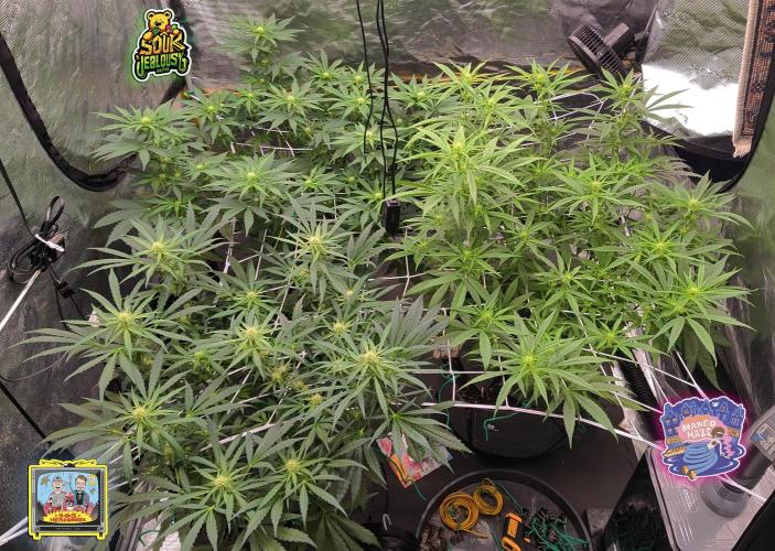 OS Mango Haze, Headbanger, Sour Jealousy. Week 6 - All the girls on Day 41 in local tent time.