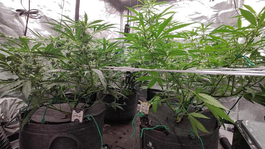 OS Mango Haze, Headbanger, Sour Jealousy. Week 6 - ..and the messy truth down below.