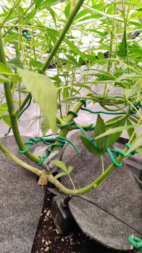 OS Mango Haze, Headbanger, Sour Jealousy. Week 6 - Mango's cola that almost broke off completely. Made me tether the rest too.