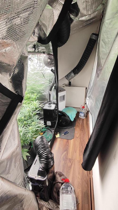 OS Mango Haze, Headbanger, Sour Jealousy. Week 6 - My actual workplace as I "grow plants".
Welcome to my ..... space capsule? 