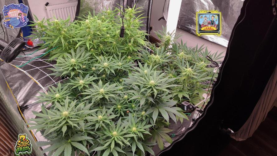 OS Mango Haze, Headbanger, Sour Jealousy. Week 7 - Good morning!