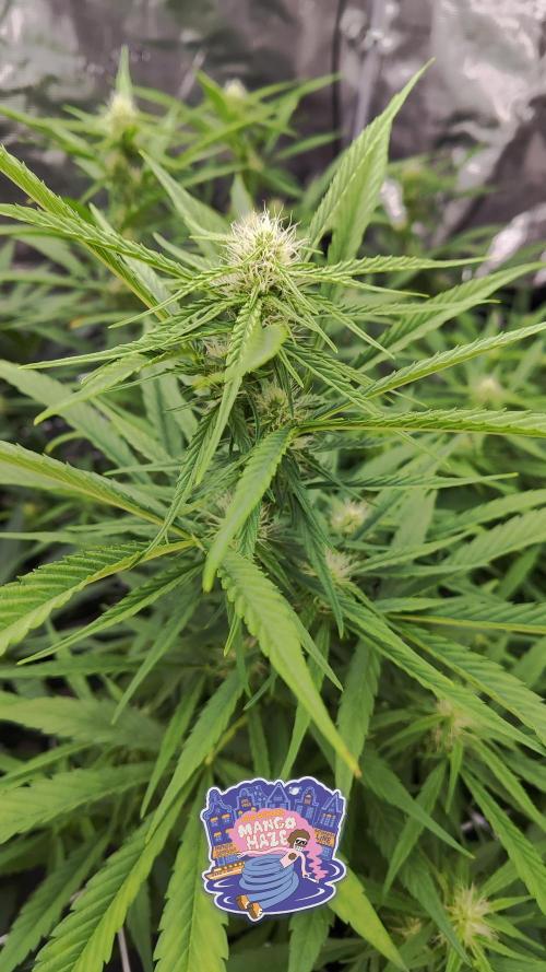 OS Mango Haze, Headbanger, Sour Jealousy. Week 7 - Old School Mango Haze, with some light stress already visible (cupping, spots)