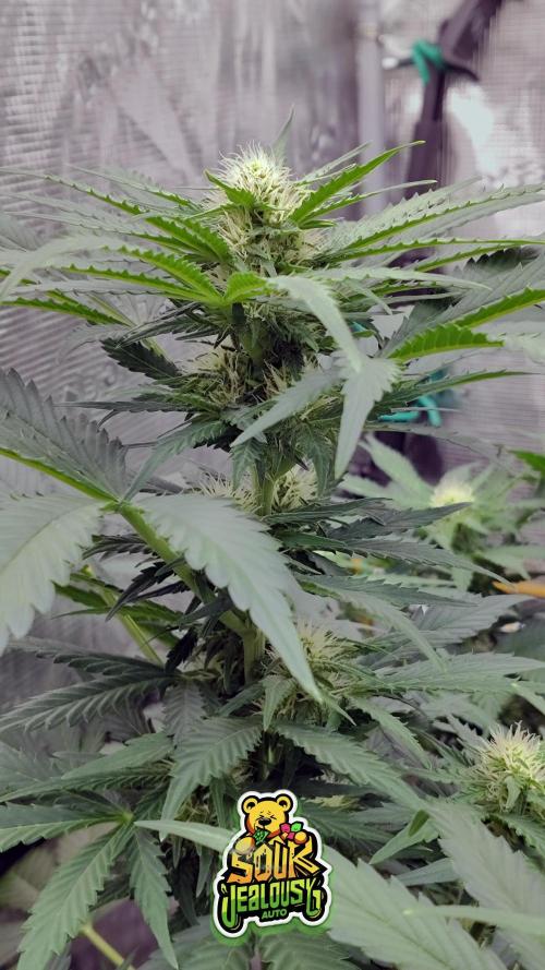 OS Mango Haze, Headbanger, Sour Jealousy. Week 7 - Sj is going full indica mode. Underfed with light, she barely seemed to change.