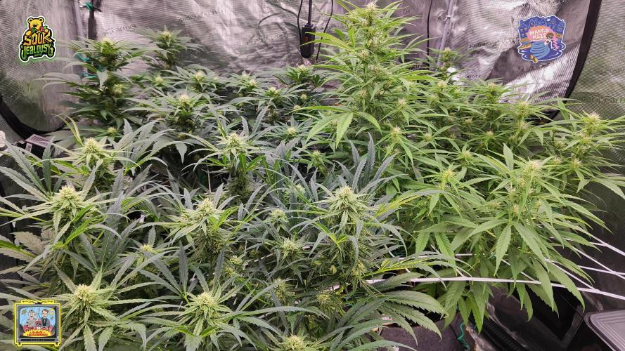 OS Mango Haze, Headbanger, Sour Jealousy. Week 7 - and the ladies from the front. That 82cm cola right in the light hot spot.