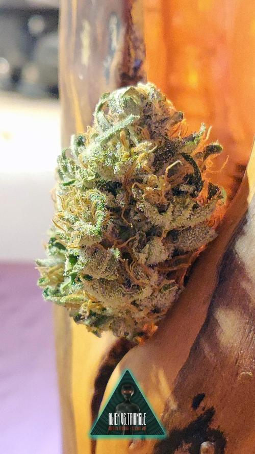 OS Mango Haze, Headbanger, Sour Jealousy. Week 7 - 👽 Tiny and bursting with flavor. Main colas still curing .. :)