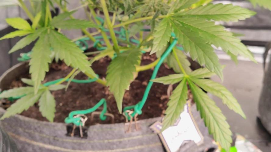 OS Mango Haze, Headbanger, Sour Jealousy