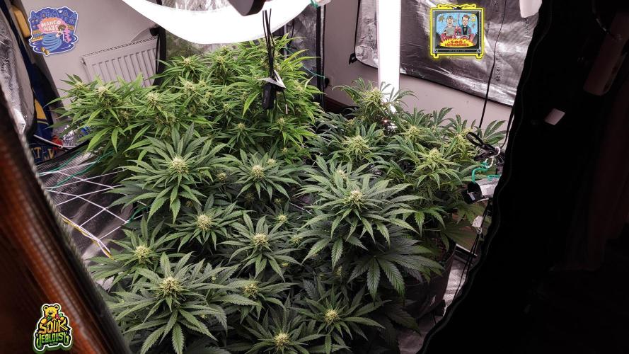 OS Mango Haze, Headbanger, Sour Jealousy. Week 8 - SJ established her corner clearly.
Mango & her personal cloud.
