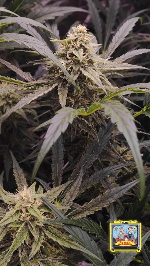 OS Mango Haze, Headbanger, Sour Jealousy. Week 8 - Headbanger stabilized and secretly produces intense flavors.