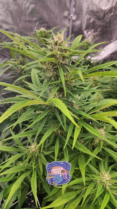 OS Mango Haze, Headbanger, Sour Jealousy. Week 8 - Mango's broken & fixed new central cola. (Light bleaching, pistil browning)