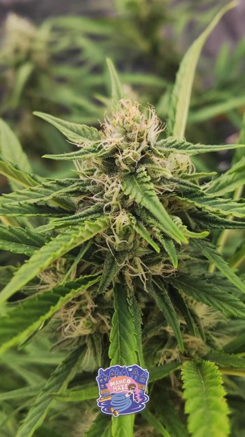 OS Mango Haze, Headbanger, Sour Jealousy. Week 8 - Close-up of one of Mango's buds.