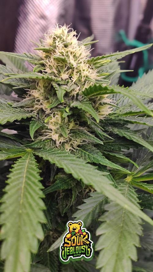 OS Mango Haze, Headbanger, Sour Jealousy. Week 8 - SJ bulking, trichome production increased. Taking it at pace and steady.