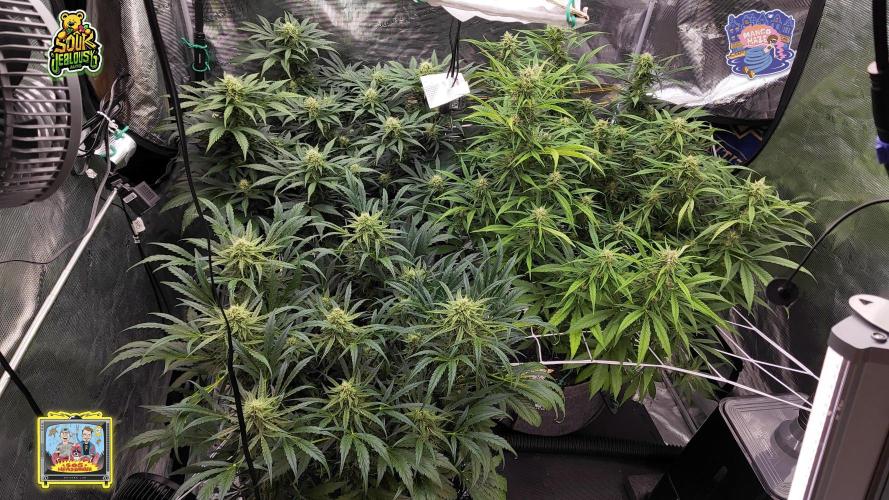 OS Mango Haze, Headbanger, Sour Jealousy. Week 8 - Day 56, I am barely allowed in. Mango is squeezing too.