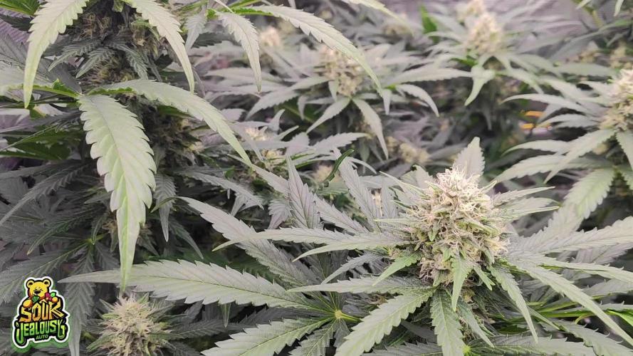 OS Mango Haze, Headbanger, Sour Jealousy