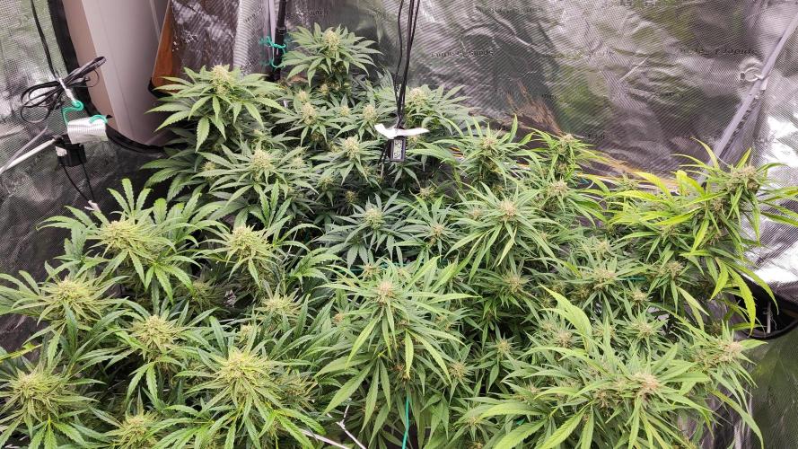 OS Mango Haze, Headbanger, Sour Jealousy. Week 9 - The Fam.