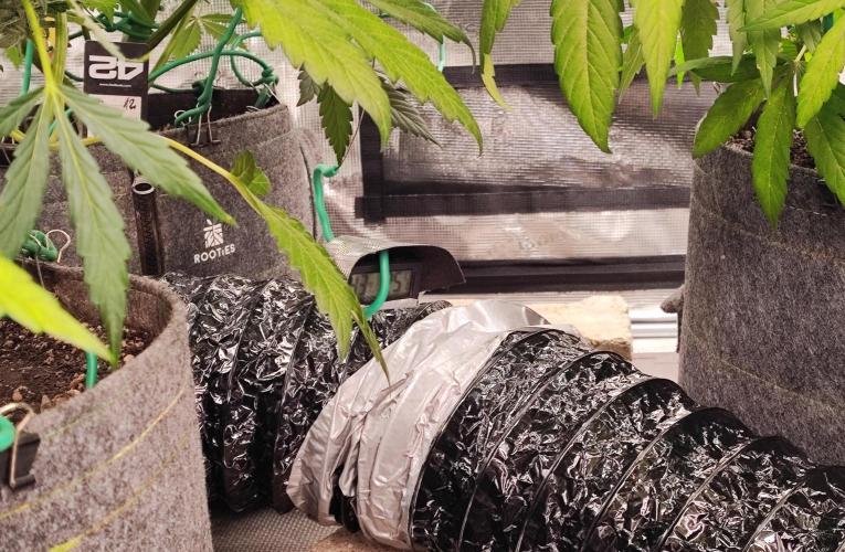 OS Mango Haze, Headbanger, Sour Jealousy. Week 9 - .. and the exhaust repurposed to temporarily heat the soil during nights 