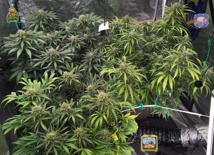 OS Mango Haze, Headbanger, Sour Jealousy. Week 10 - The gang, the girls, the ladies.