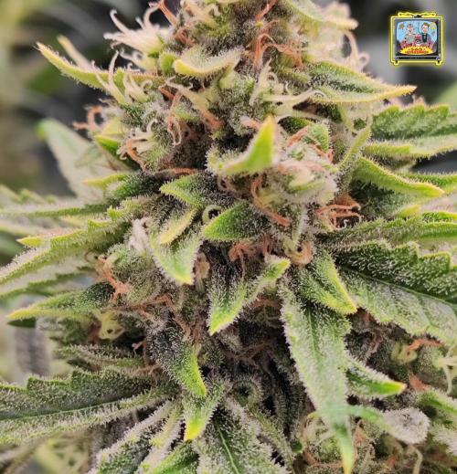 OS Mango Haze, Headbanger, Sour Jealousy. Week 10 - Headbanger close-up
