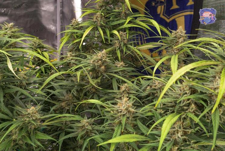 OS Mango Haze, Headbanger, Sour Jealousy. Week 10 - Mango's wild, weirdly trained jungle. With sunburn. And premature pistil brownin