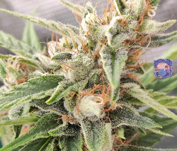 OS Mango Haze, Headbanger, Sour Jealousy. Week 10 - One of Mango's finest tiny nugs.