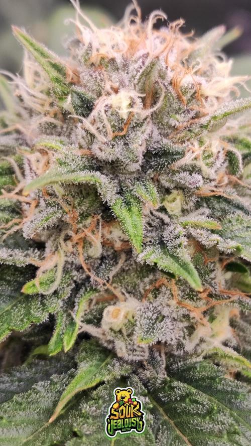OS Mango Haze, Headbanger, Sour Jealousy. Week 10 - Sour Jealousy. Warm nutty outside smell, stinky and LOUD inside.