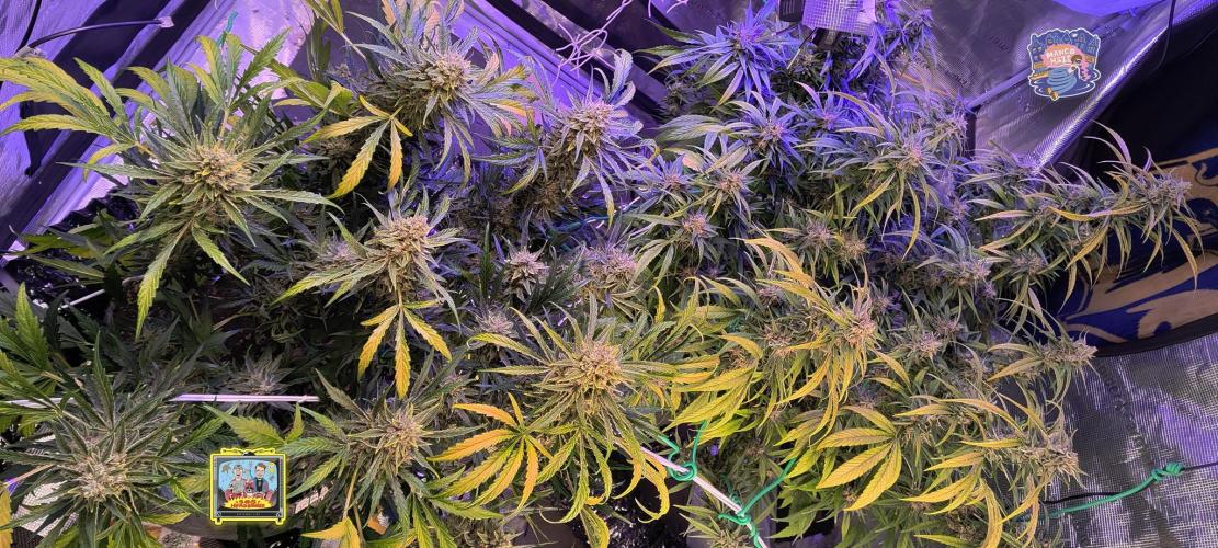 OS Mango Haze, Headbanger, Sour Jealousy. Week 11 - Brief last party in the tent.