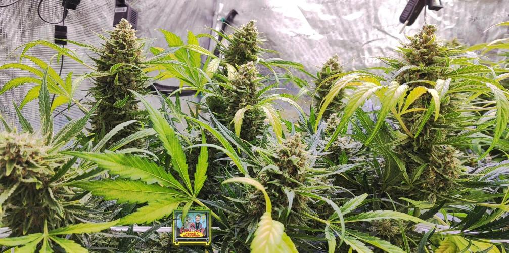 OS Mango Haze, Headbanger, Sour Jealousy. Week 11 - Headbanger and her dinosaur age canopy.