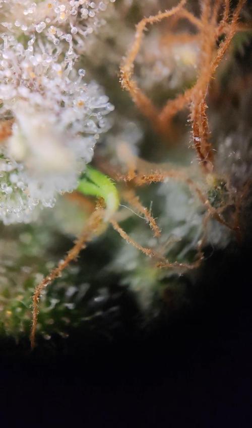 OS Mango Haze, Headbanger, Sour Jealousy. Week 11 - Mango has had it - she is looking to pollinate!