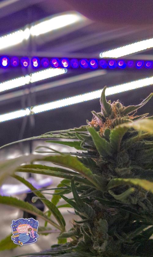 OS Mango Haze, Headbanger, Sour Jealousy. Week 11 - Mango POV. It needs diffusion.