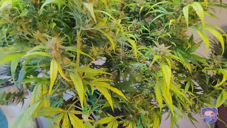 OS Mango Haze, Headbanger, Sour Jealousy